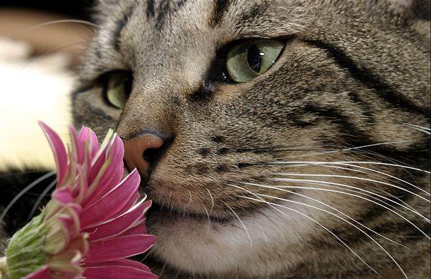 CAT AND FLOWER